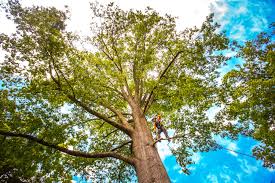 Best Tree Preservation Services  in Strawberry, CA