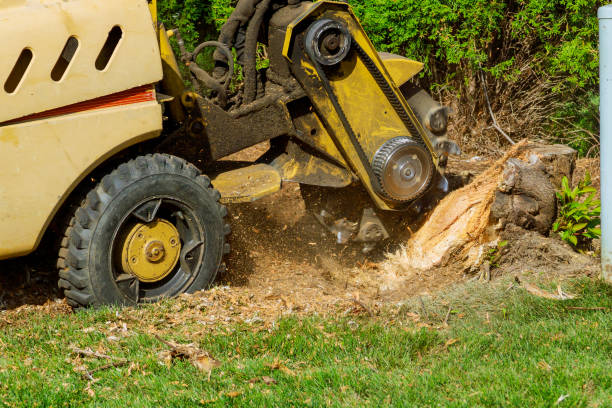 Best Commercial Tree Services  in Strawberry, CA